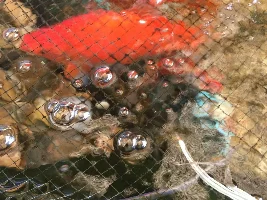 Introducing All My Fishies