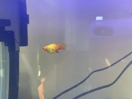 I'm not sure if my platies are pregnant?