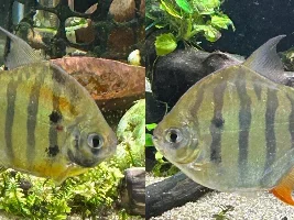 Will smaller fish typically mimic similar fish to fit in??? Specifically silver dollars???