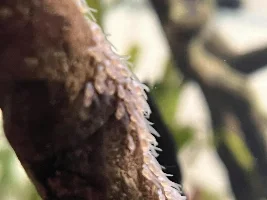 Angelfish fry wrigglers