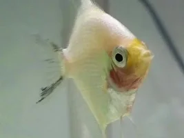 My Lovely Fish!