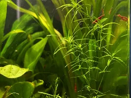 My 60L Cube