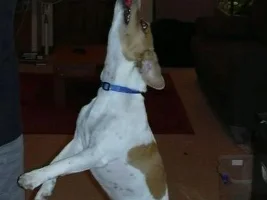 Jack Russell Acrobat