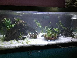 Try for the "blackwater" look