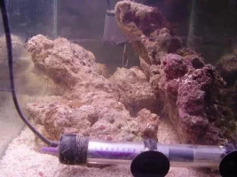 19 Gallon Nano Diary - New Corals And Fish Etc
