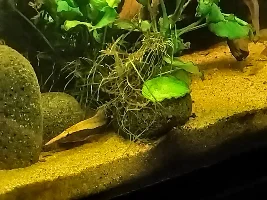 Slimmed Down Fish Room Journal