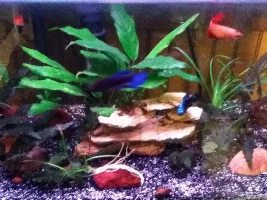 Planted Betta Sorority (Pic Heavy)