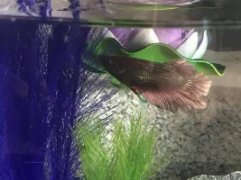 My betta fish is bloated.