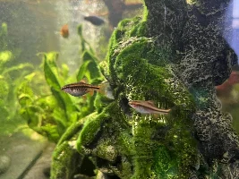 Cherry barb parasite?