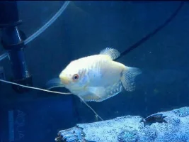 thoughts on the lower end of the temperature's scale, on gouramis???