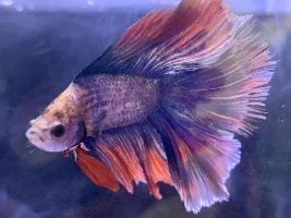 Betta fin problems!