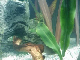 My Tank What Do Yo Think