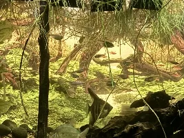 Non species bonding