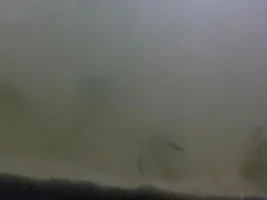 Svyatoslav In The Great 10 Gallon