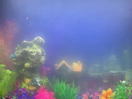 Ammonia level won’t go down. Please help