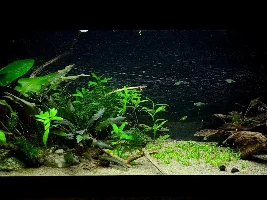 20 gallon nano