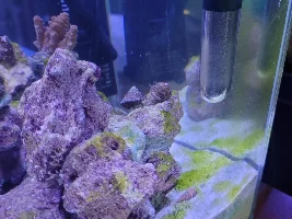 My first saltwater tank - Aqueon Frameless Cube Aquarium, 3 Gallon