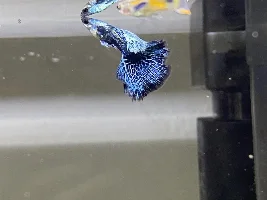 How to breed a kinda gay fish?