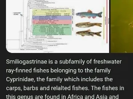 Discussion of Barbs classification