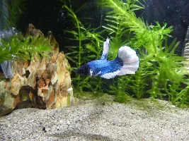 New betta...
