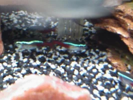 Updated Pics Of My Fish R Fun Tank With Fishes