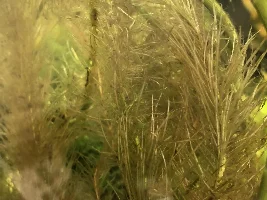 Are my plants dead?