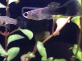 Guppy cross?