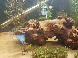 Setting up a new aquarium after 25 years out of the hobby