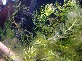 My Tanks!