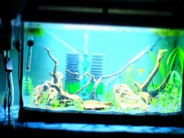 Re-starting 15 gallon, 1st time with sand