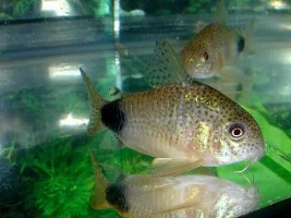 New Cories Coming On Thursday