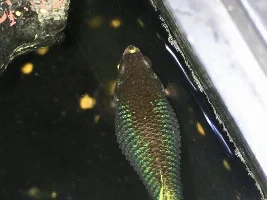 Sick betta