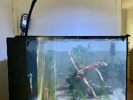 A Dwarf Gourami friend?