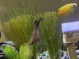 please help sick dwarf gourami :(