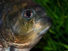 My Fish Journal.
