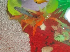 Platy Momma having her babies NOW!!!