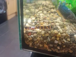 Help? Kuhli loach with white marks?