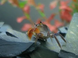 Red Clawed Crab....with eggs!