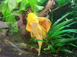Pleco Appreciation Thread