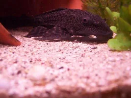 today in the tank 08sep04