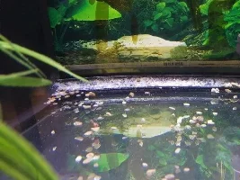 Bacterial Or Fungus ?
