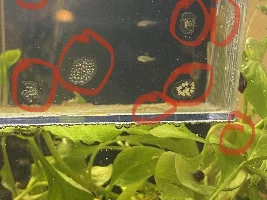 What are these growing with my guppies?