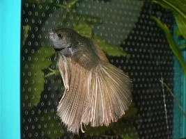 New Betta
