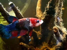 Meet Cheriko