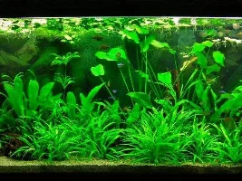 Tall Low-Medium Light Plants?