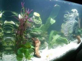My Tank What Do Yo Think