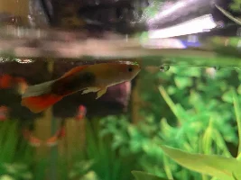 Random new guppy death!!