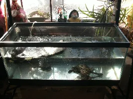 20 long rescape