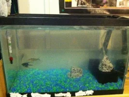 Angelfish/goldfish/cory Dilemma