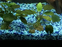 Bonsai Trees....what’s the big deal!?